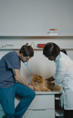 Atendimento veterinário
